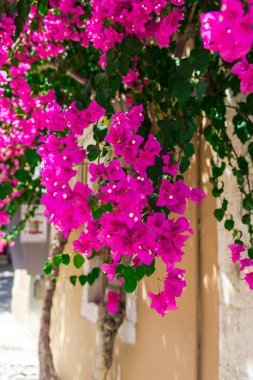 pembe çiçek açan ağaç evi parlak güneş ışığı altında tarafından