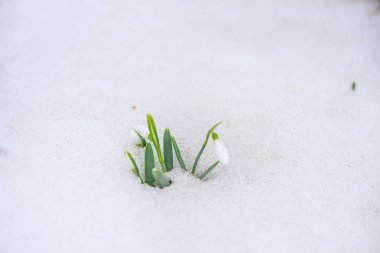 İnanılmaz renkli çiçek açan çiçek yakın çekim