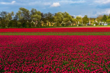 İnanılmaz renkli çiçek açan çiçekler alan yakın çekim