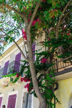 pembe çiçek açan ağaç evi parlak güneş ışığı altında tarafından