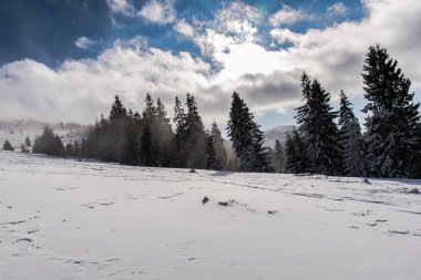 Çam ağaçları ve bulutlu gökyüzü arka plan şaşırtıcı doğa manzaralı
