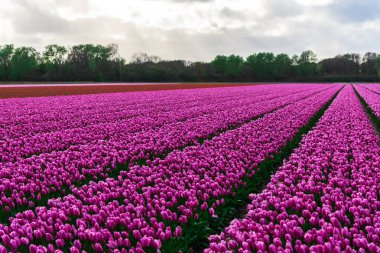 Pembe lale çiçek bulutlu gökyüzü altında alan doğal görünümünü