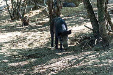 Komik küçük domuzu orman çayır üzerinde