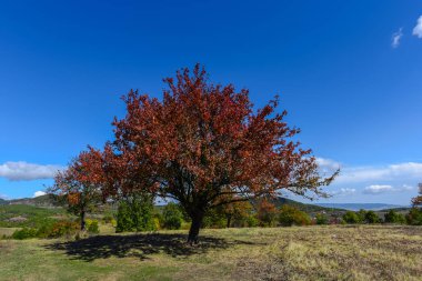 Kırmızı foliaged ağacı doğal görünümünü tarih Pzr çayır ışıklı