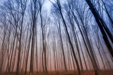 Çıplak ağaçlar ve dalları sonbahar ormandaki