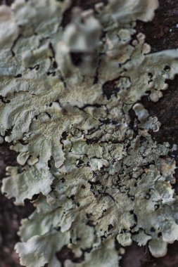 Bulanık arka plan seçici odağında kalıp