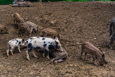 Komik küçük domuzu orman çayır üzerinde