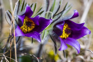 Şaşırtıcı ihale çiçek açan çiçekler yakın çekim