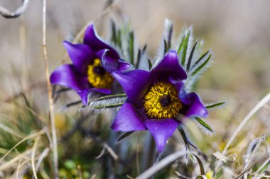 Şaşırtıcı ihale çiçek açan çiçekler yakın çekim