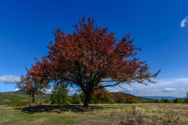 Kırmızı foliaged ağacı doğal görünümünü tarih Pzr çayır ışıklı