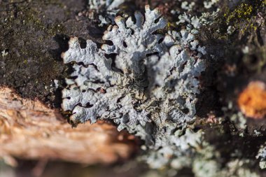 Küf arka plan açık havada seçici odak