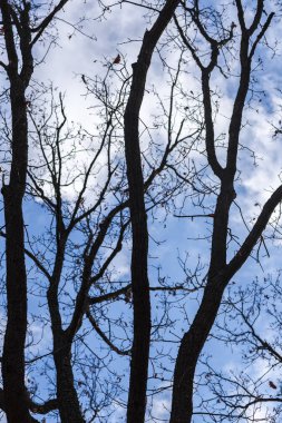 Mavi gökyüzüne karşı çıplak ağaçlar