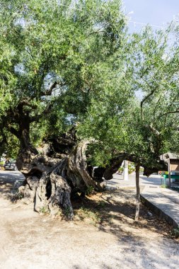 Curvy kökleri ile eski ilginç ağaç