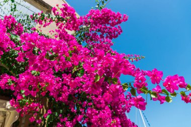 yemyeşil pembe çiçek açan çiçekler atış kapatmak