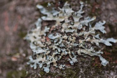 Bulanık arka plan seçici odağında kalıp