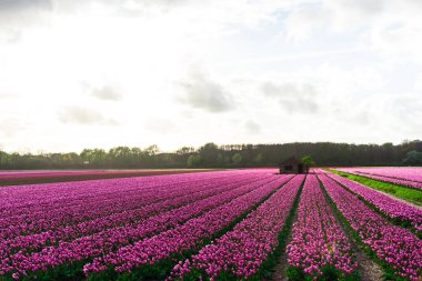 Pembe lale çiçek bulutlu gökyüzü altında alan doğal görünümünü