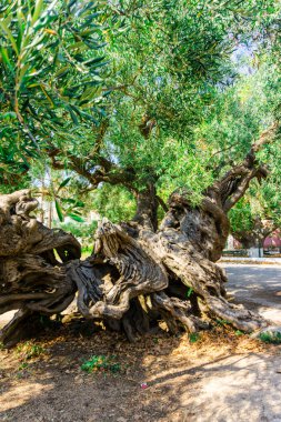 Curvy kökleri ile eski ilginç ağaç