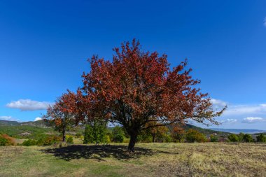 Kırmızı foliaged ağacı doğal görünümünü tarih Pzr çayır ışıklı