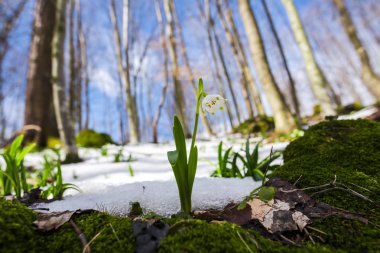 İnanılmaz renkli çiçek açan kardelen çiçekler yakın
