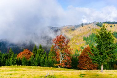 Ağaçlar ve bulutlu gökyüzü arka plan şaşırtıcı doğa manzaralı