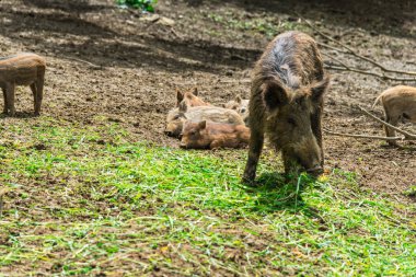 Komik küçük domuzu orman çayır üzerinde