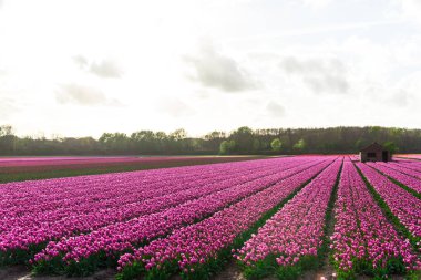 Pembe lale çiçek bulutlu gökyüzü altında alan doğal görünümünü