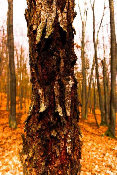 Herbstlaub Wald — Stockfoto