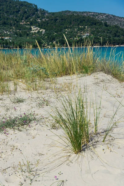 Heißer Sonniger Tag Sandiger Landschaft Mit Gras Und See Hintergrund — Stockfoto