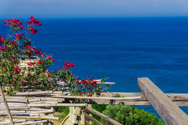 Fleurs Mignonnes Sur Fond Vue Océan — Photo