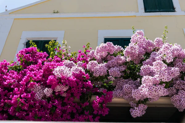 Close Shot Van Weelderige Roze Bloeiende Bloemen — Stockfoto