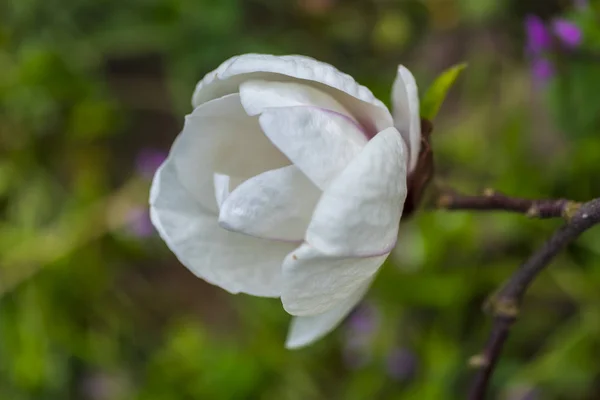 Gros Plan Fleurs Colorées Étonnantes — Photo