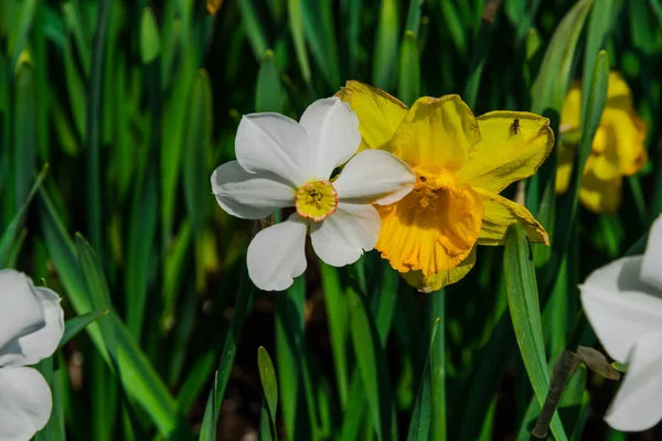 Nahaufnahme Von Erstaunlichen Bunten Blühenden Blumen — Stockfoto