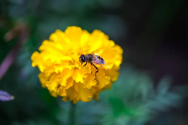 Nahaufnahme Von Erstaunlichen Bunten Blühenden Blume Mit Biene — Stockfoto