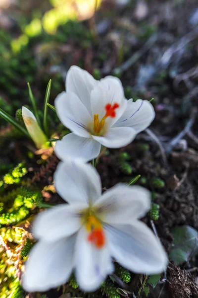 Şaşırtıcı Ihale Çiçek Açan Çiçekler Yakın Çekim — Stok fotoğraf