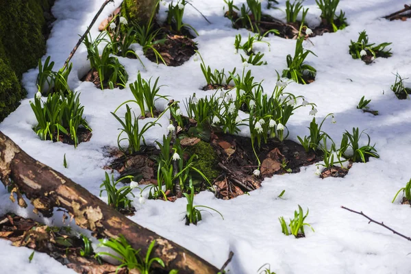 Nahaufnahme Von Erstaunlichen Bunten Blühenden Schneeglöckchen Blumen — Stockfoto