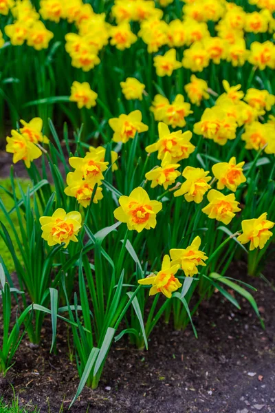 Nahaufnahme Von Erstaunlichen Bunten Blühenden Blumen — Stockfoto