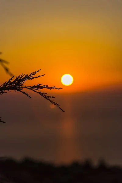 Fantastisk Solnedgång Med Tunna Fluffiga Grenar — Stockfoto