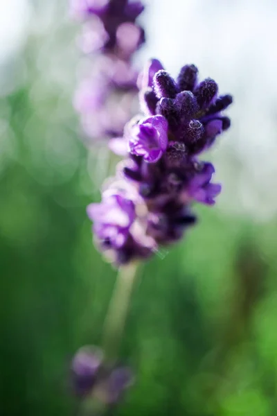 Närbild Fantastiska Färgglada Blommande Blomma — Stockfoto
