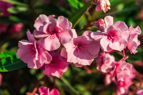 Κοντινό Πλάνο Του Ροζ Ανθισμένα Λουλούδια — Φωτογραφία Αρχείου