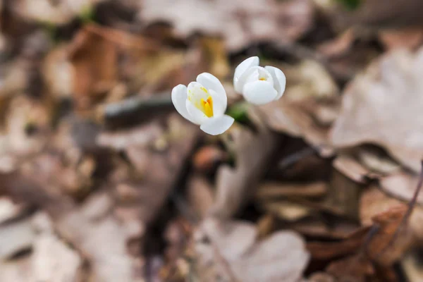 Nahaufnahme Von Erstaunlich Zarten Blühenden Blumen — Stockfoto