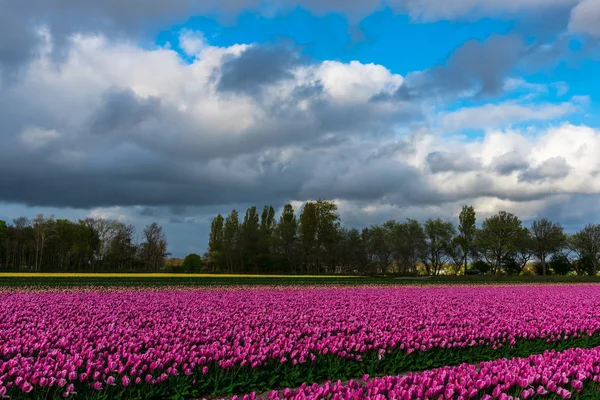 Scenic View Pink Tulips Blooming Field Green Trees Cloudy Sky — Stock Photo, Image