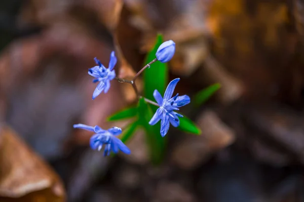 Весенний Цветок Растущий Лесной Подстилке Ранней Весной — стоковое фото