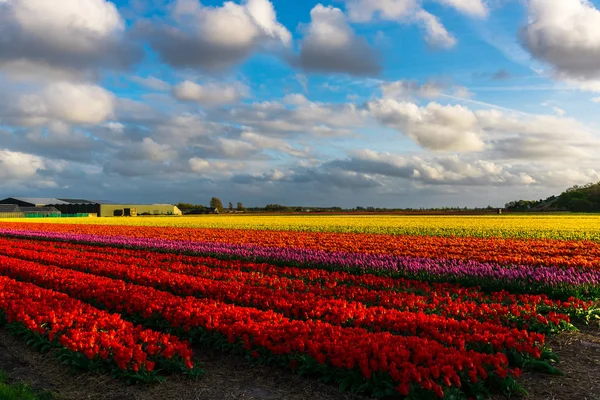 Close Amazing Colorful Blooming Flowers Field — Stock Photo, Image