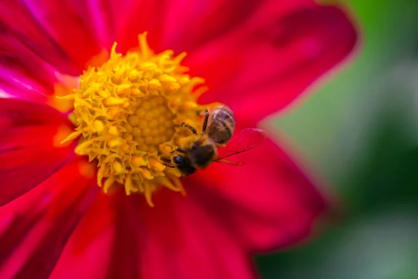 Close Van Verbazingwekkende Kleurrijke Bloeiende Bloem Met Bee — Stockfoto