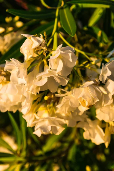 İnanılmaz renkli çiçek açan çiçekler yakın çekim 