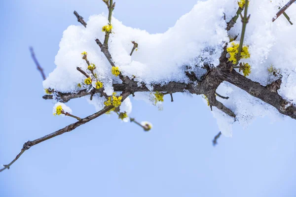 被冰雪覆盖的树枝特写 — 图库照片