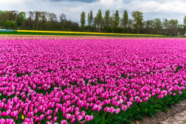 Primo Piano Incredibile Campo Fiori Colorati Fiore — Foto Stock