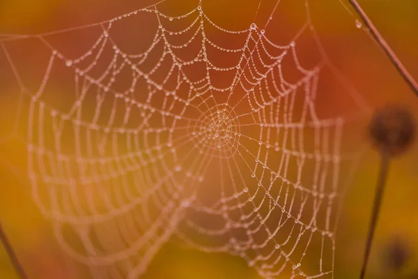 Telaraña Mágica Sobre Fondo Borroso —  Fotos de Stock