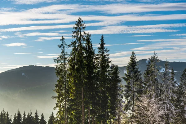 Increíble Vista Naturaleza Con Árboles Nevados — Foto de Stock