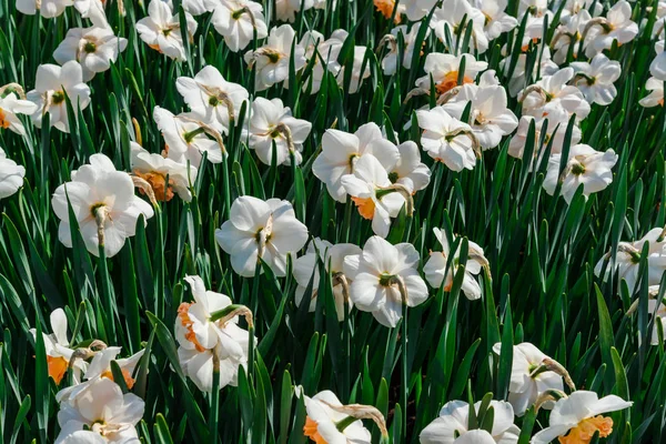 Nahaufnahme Von Erstaunlichen Bunten Blühenden Blumen — Stockfoto